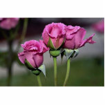 Floribunda 'Angel Face' Roses photo sculptures