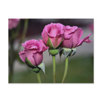 Floribunda 'Angel Face' Roses Postcards