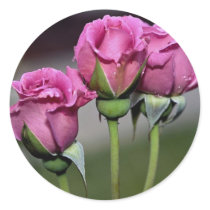 Floribunda 'Angel Face' Roses Stickers