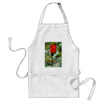 Floribunda 'Charisma'  flowers Apron