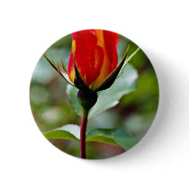 Floribunda 'Charisma'  flowers Pinback Buttons
