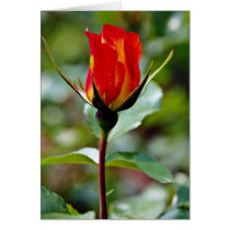 Floribunda 'Charisma'  flowers Greeting Cards