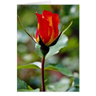 Floribunda 'Charisma'  flowers Greeting Cards by blueyellowtube