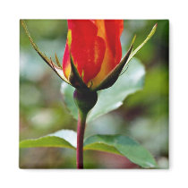 Floribunda 'Charisma'  flowers Refrigerator Magnets