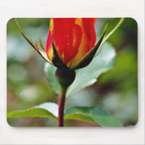 Floribunda 'Charisma'  flowers Mousepad