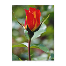 Floribunda 'Charisma'  flowers Post Card