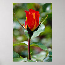 Floribunda 'Charisma'  flowers Poster