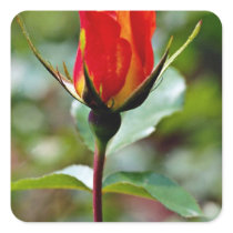 Floribunda 'Charisma'  flowers Square Stickers