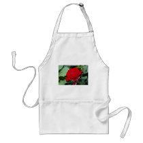 Floribunda 'Europeana' flowers Aprons