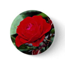 Floribunda 'Europeana' flowers Pin