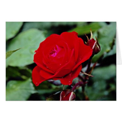Floribunda 'Europeana' flowers Card by blueyellowtube