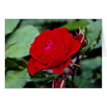 Floribunda 'Europeana' flowers cards