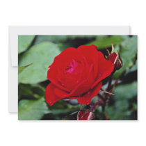 Floribunda 'Europeana' flowers Personalized Invite