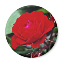 Floribunda 'Europeana' flowers Magnet