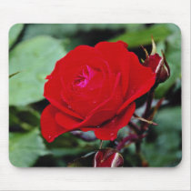 Floribunda 'Europeana' flowers Mousepads