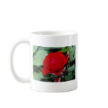 Floribunda 'Europeana' flowers Coffee Mugs
