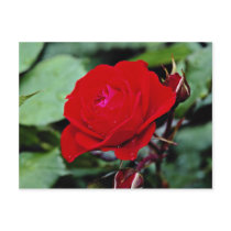 Floribunda 'Europeana' flowers Postcard