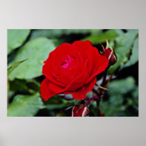 Floribunda 'Europeana' flowers Print