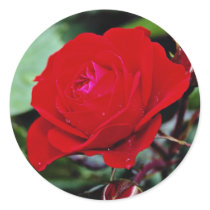 Floribunda 'Europeana' flowers Round Sticker