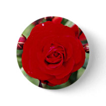 Floribunda 'Europeana' White flowers Pins