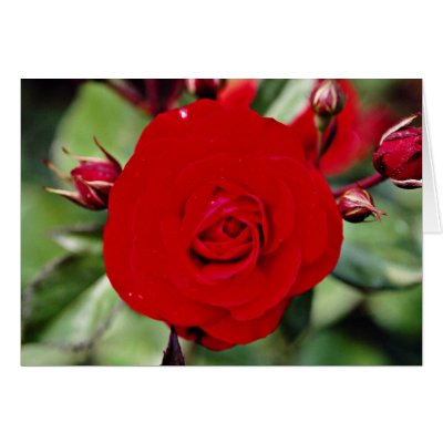 Floribunda 'Europeana' White flowers Greeting Card by blueyellowtube