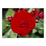 Floribunda 'Europeana' White flowers cards