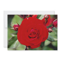 Floribunda 'Europeana' White flowers Personalized Invitations