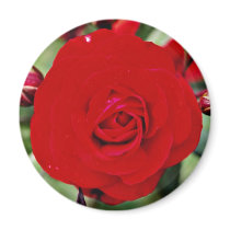 Floribunda 'Europeana' White flowers Refrigerator Magnets