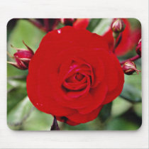 Floribunda 'Europeana' White flowers Mousepads