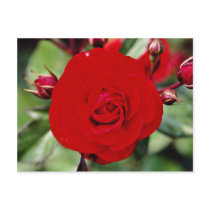 Floribunda 'Europeana' White flowers Post Cards