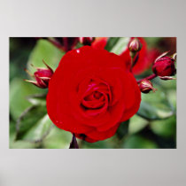 Floribunda 'Europeana' White flowers Posters