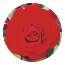 Floribunda 'Europeana' White flowers Round Stickers