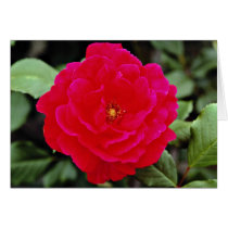 Floribunda flowers card