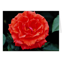 Floribunda flowers card