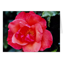 Floribunda flowers cards