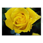 Floribunda flowers cards