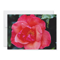 Floribunda flowers announcement