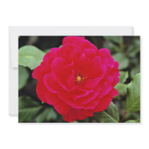 Floribunda flowers custom invitations