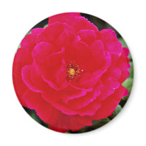 Floribunda flowers magnets
