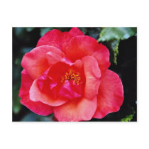 Floribunda flowers postcard