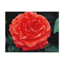Floribunda flowers post cards