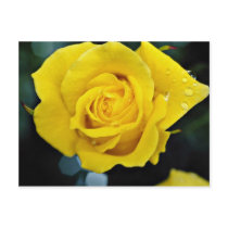 Floribunda flowers postcard