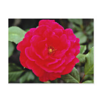 Floribunda flowers post cards