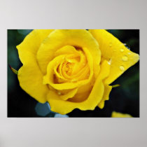 Floribunda flowers posters