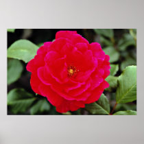 Floribunda flowers print
