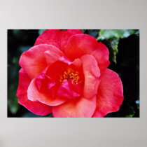 Floribunda flowers print