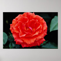 Floribunda flowers poster