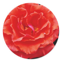 Floribunda flowers stickers
