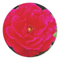 Floribunda flowers stickers
