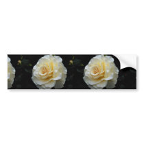 Floribunda 'French Lace' Roses Bumper Sticker